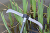 DOUBLE WEED CUTTER